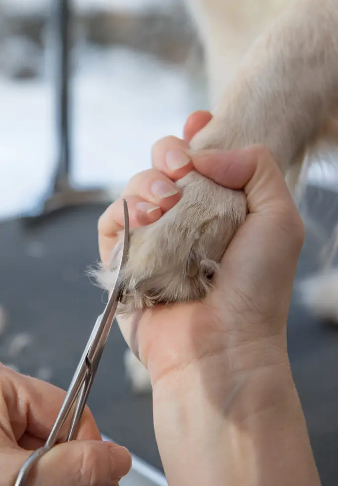 How to restrain a dog to cut nails