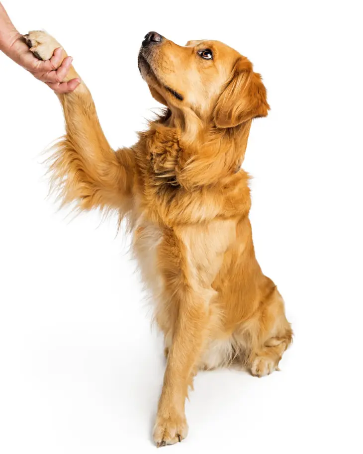 how to teach a dog to shake a paw