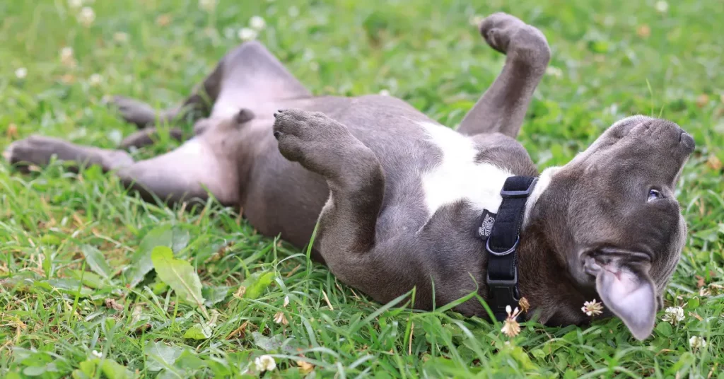 how to teach your dog to roll over