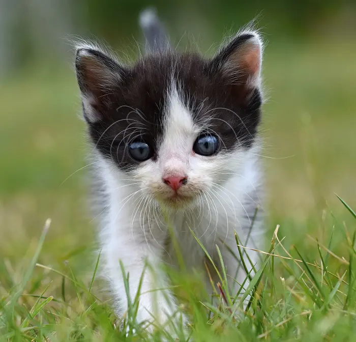 How to tell a kitten's hair length