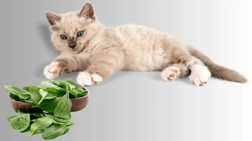 Is spinach safe for cats