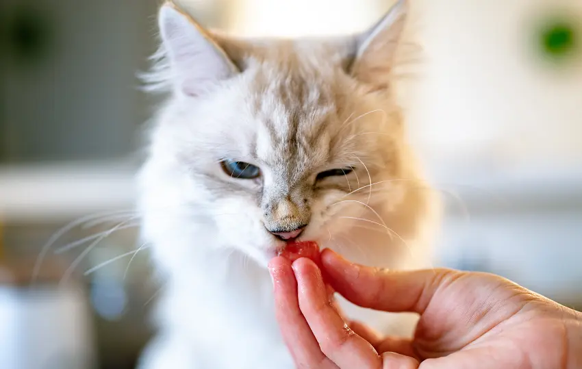 Is watermelon good for cats