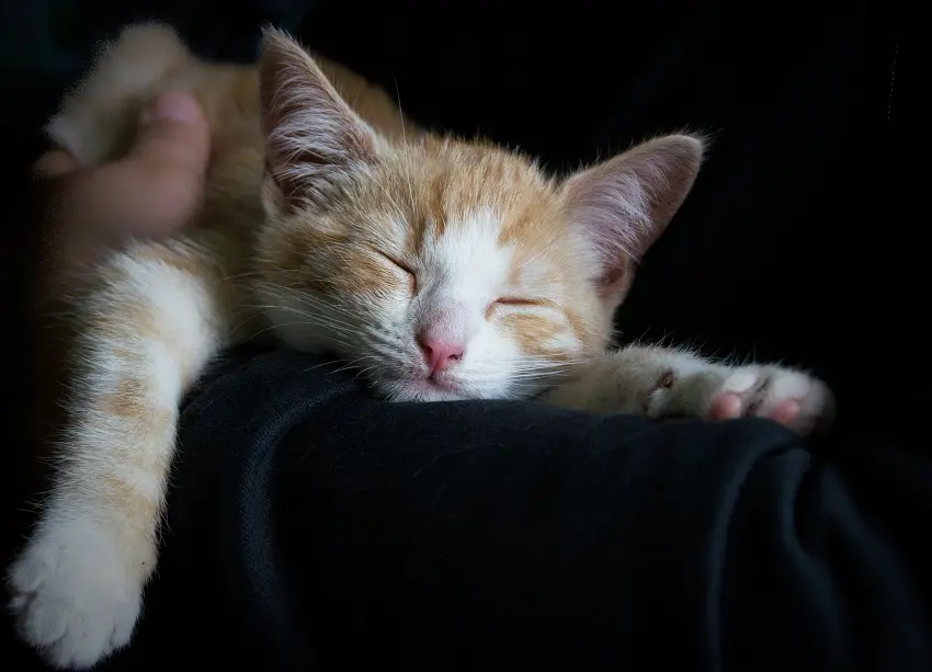 Keeping kitten out of the bedroom at night