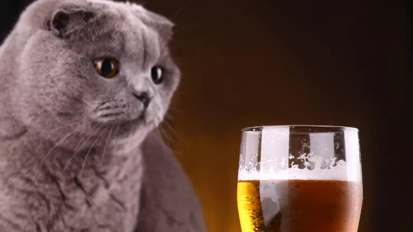 my cat drank beer