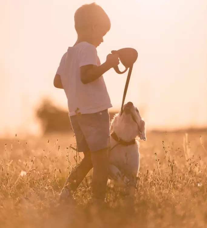 positive reinforcement: training a stubborn dog