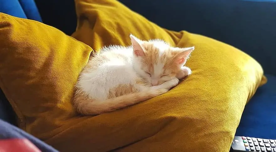 how to get a kitten to sleep