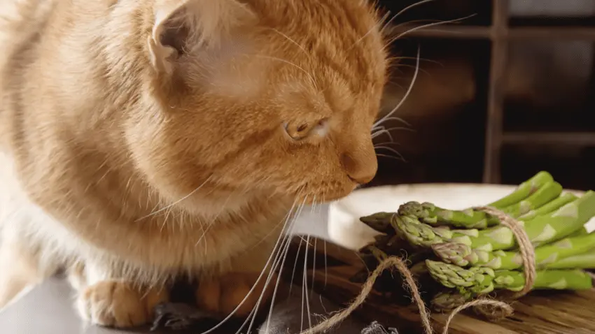 What greens are safe for cats
