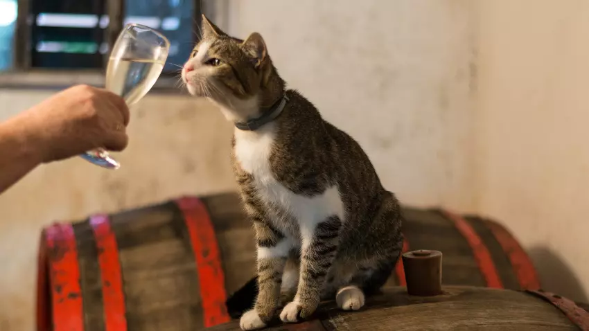what is cat wine