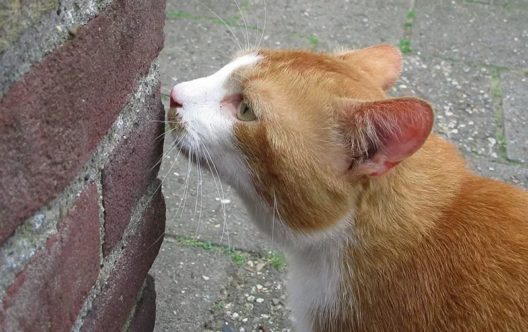 What Smells Do Cats Hate The Most? 10 Surprising Scents