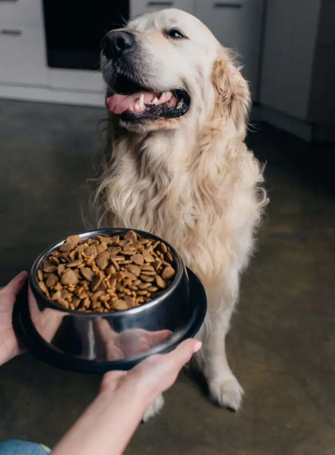 What temperature should dry dog food be stored