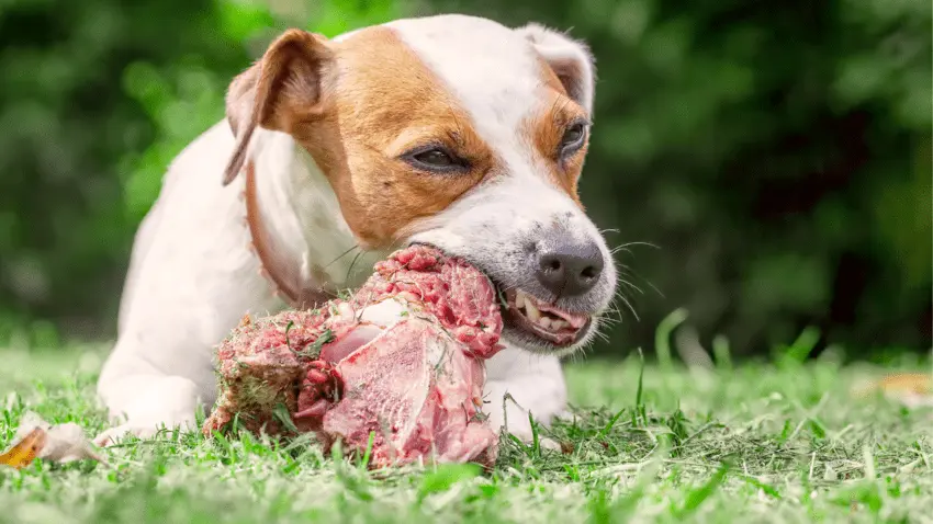 What to do if your dog ate spoiled meat