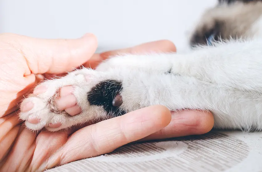 What will happen if you declaw a kitten