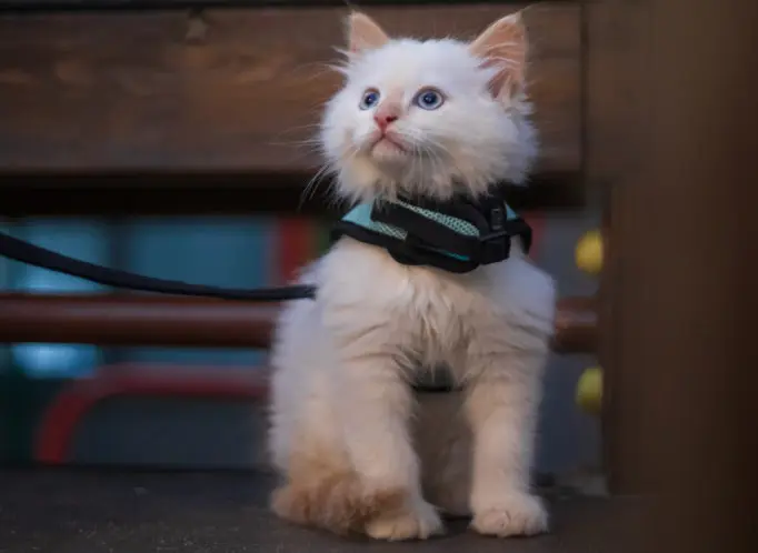 When should I start leash training my kitten