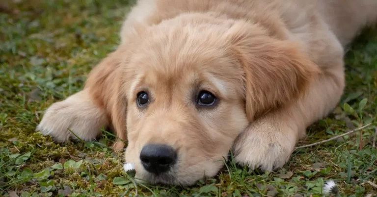 Why Does Puppy Breath Smell Good? Here’s the Explanation