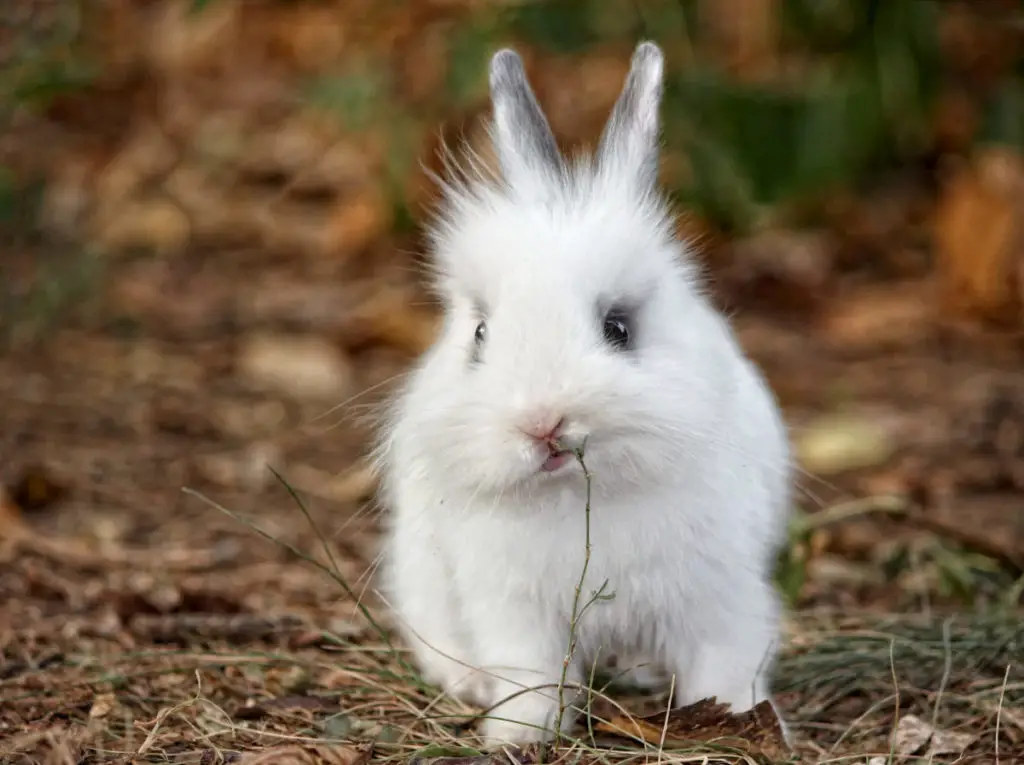 how to serve pineapples to rabbits properly