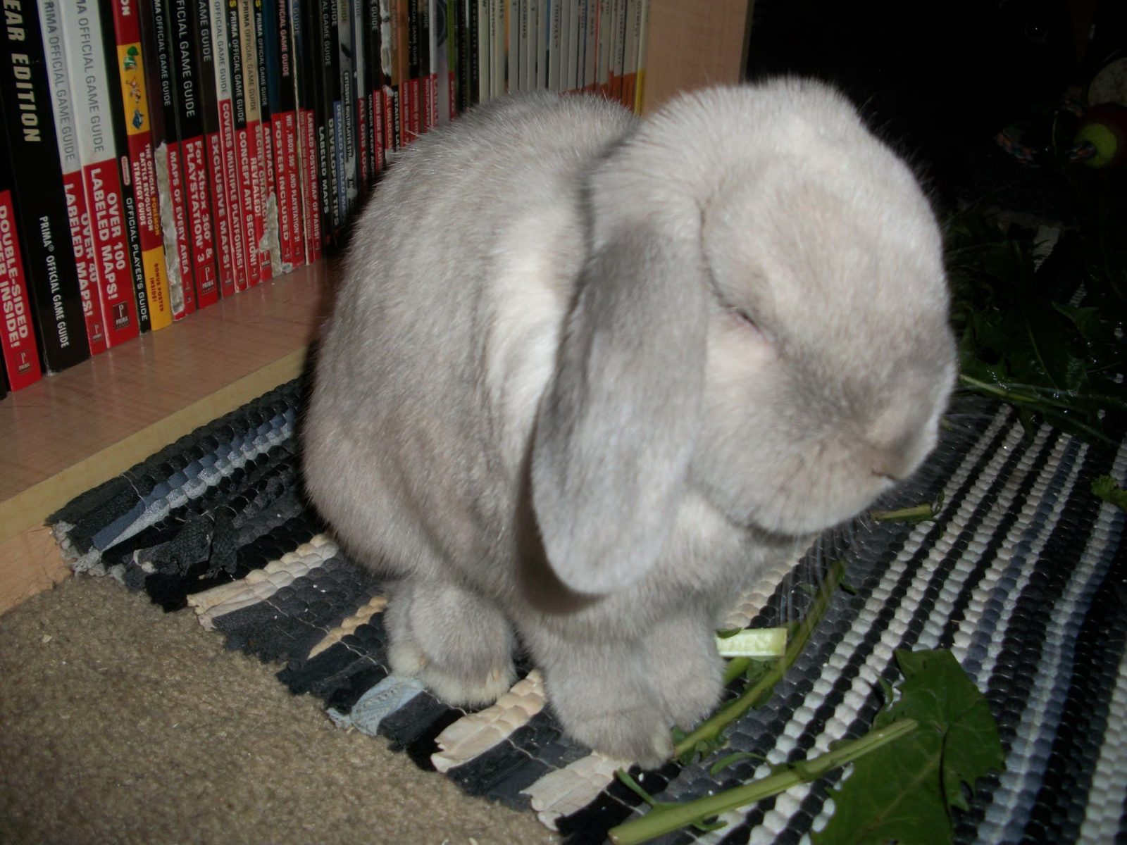 Bitter Apple Spray For Rabbits