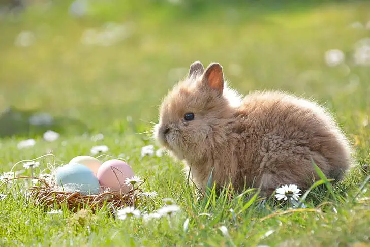 how many eggs do rabbits lay