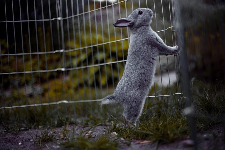 How To Stop Rabbits From Chewing Wires In 5 Easy Ways 