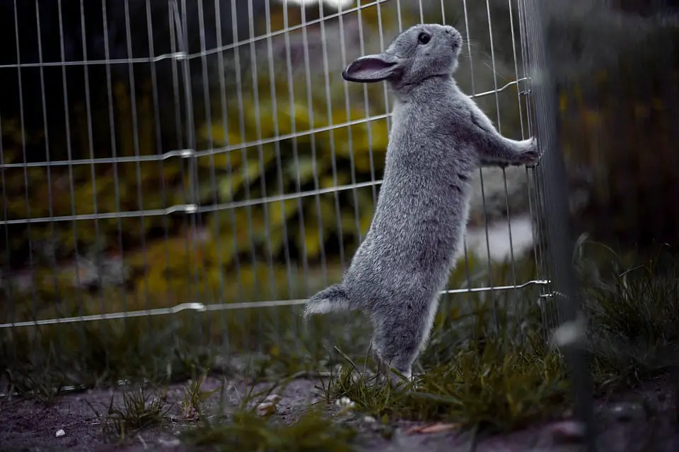 How To Stop Rabbits From Chewing Wires