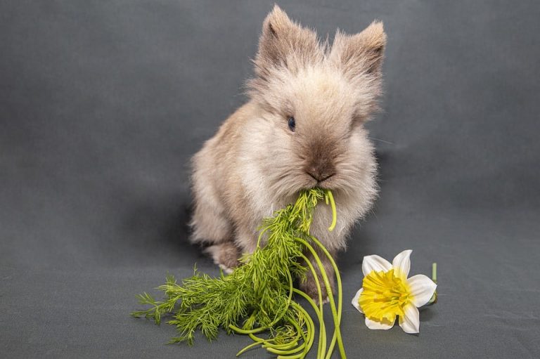 Can Rabbits Eat Italian Parsley? 4 Fun Facts Answered!