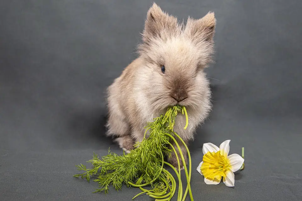 Can Rabbits Eat Italian Parsley