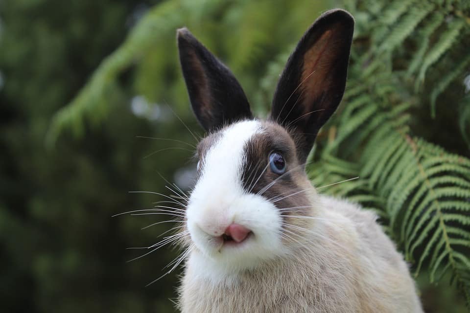 Can Rabbits Eat Zucchini