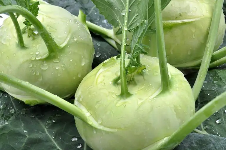 Can Rabbits Eat Kohlrabi? 4 Best Reasons Why They Must!