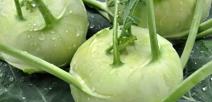 Can Rabbits Eat Kohlrabi