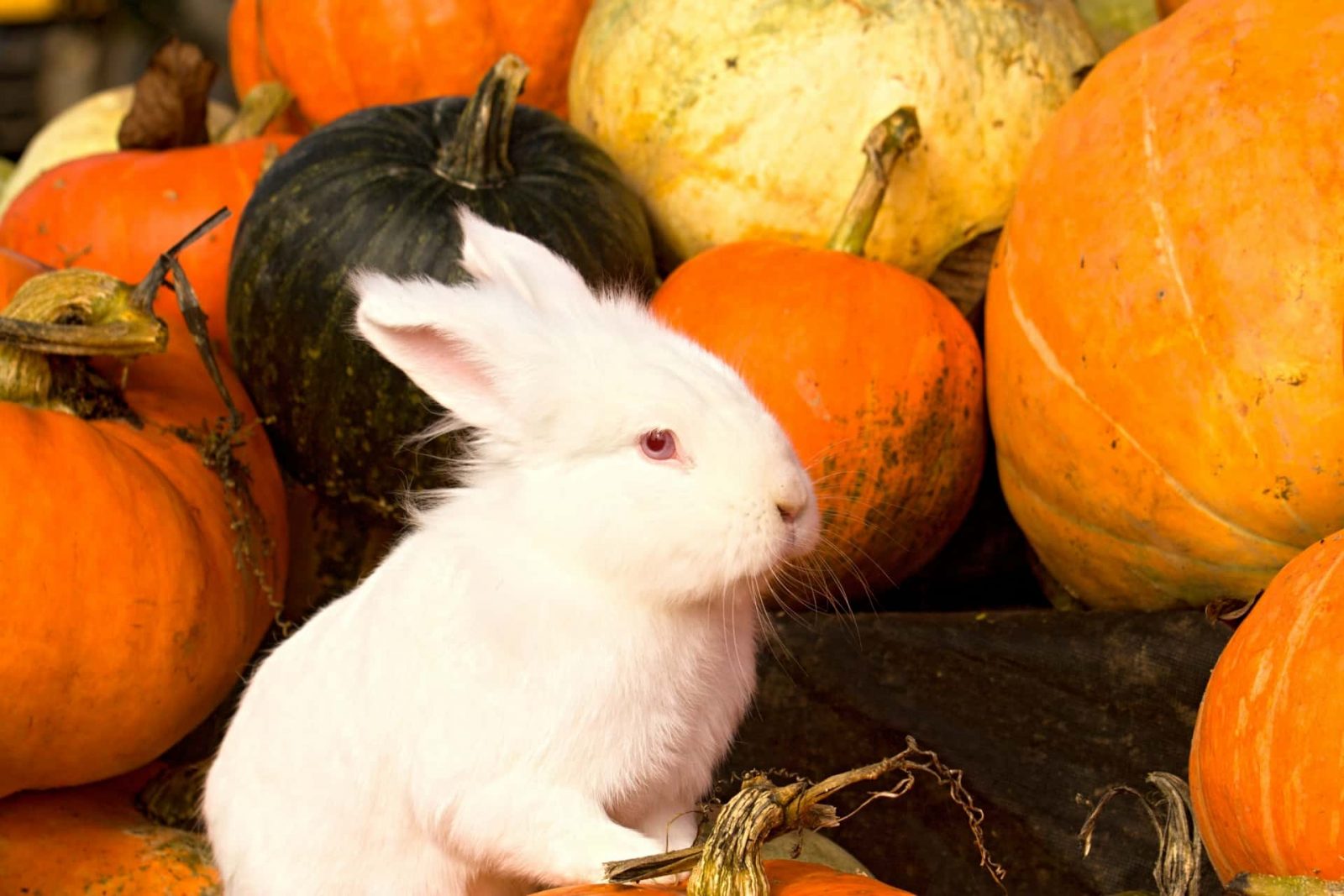 rabbits eat pumpkin