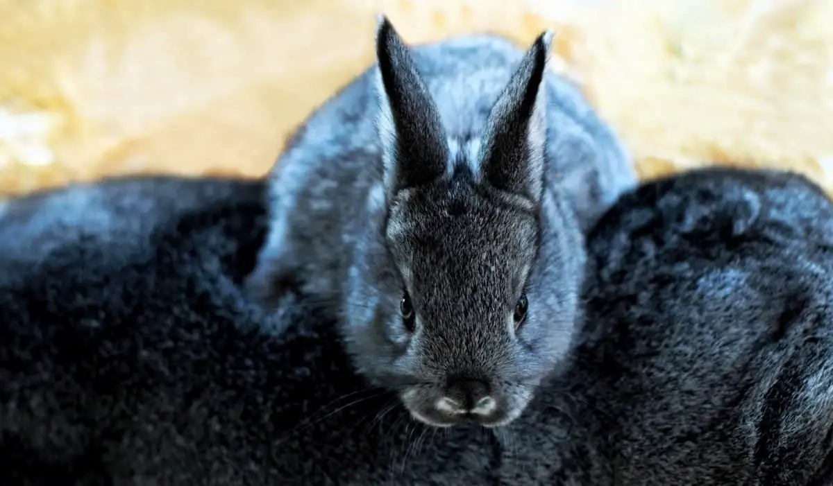 Can Rabbits Eat Cilantro