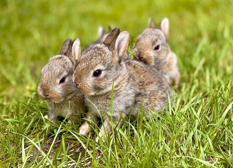 Can Rabbit Eat Mushrooms? Avoid Poisoning In 3 Steps