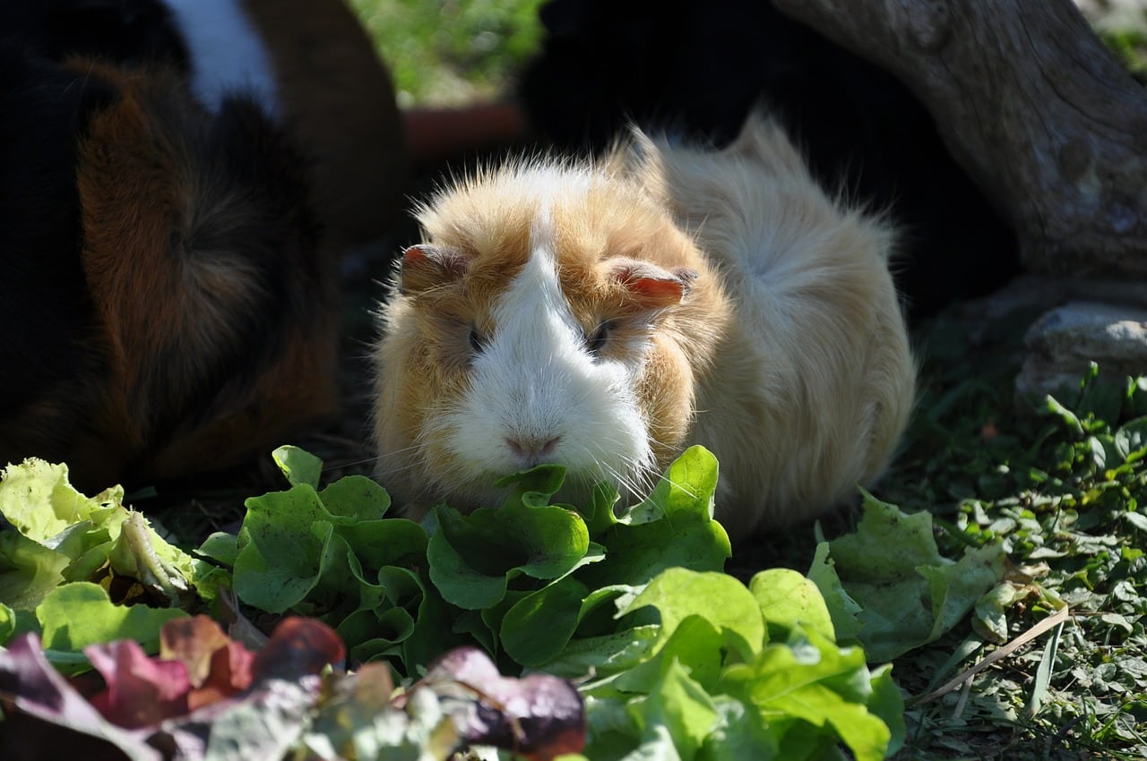 Can Guinea Pigs Eat Parsley