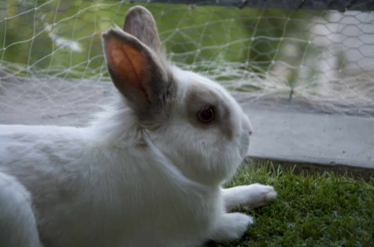 can rabbits eat Brussels sprouts