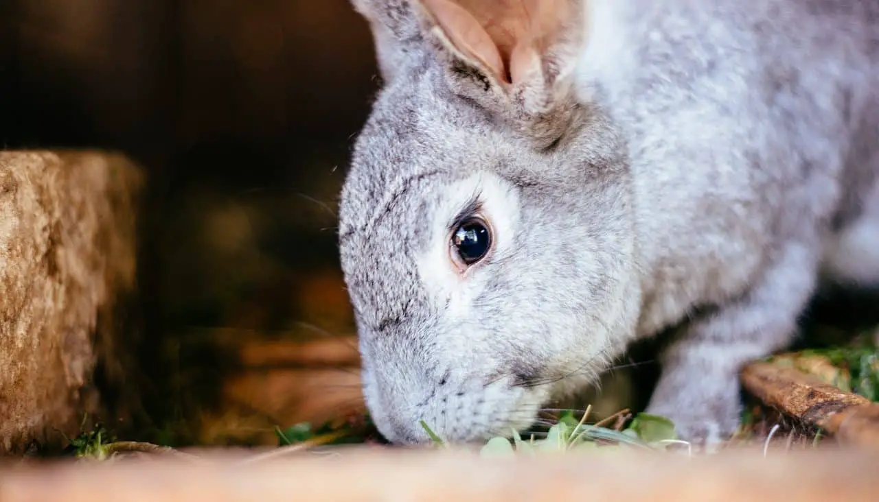 Can Rabbits Eat Broccoli