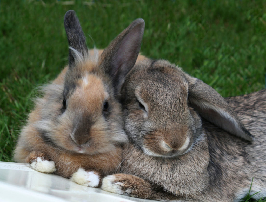 other things to consider when serving pineapples to your rabbits