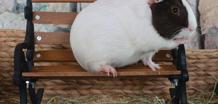 Can Guinea Pigs Eat Arugula