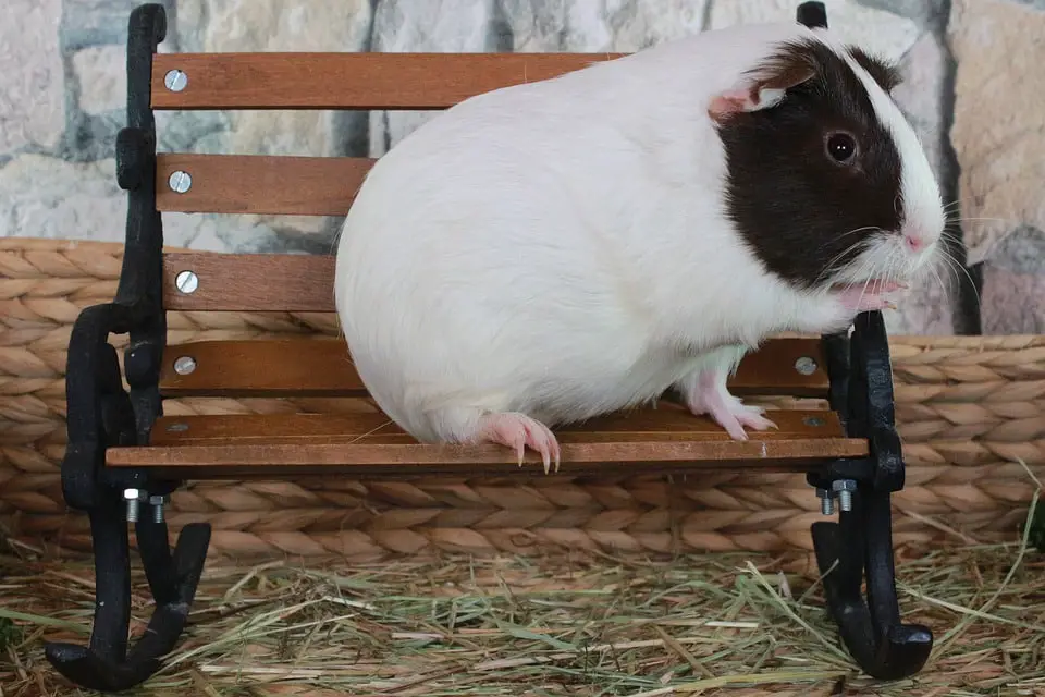 Can Guinea Pigs Eat Arugula