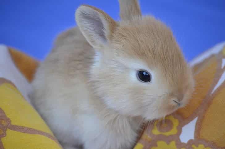 Can Rabbits Eat Bread? 3 Risks You Should Know!