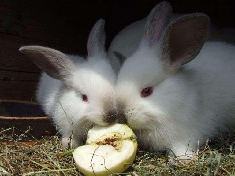 Can Rabbits Eat Pears? 5 Questions Answered In Simple Terms