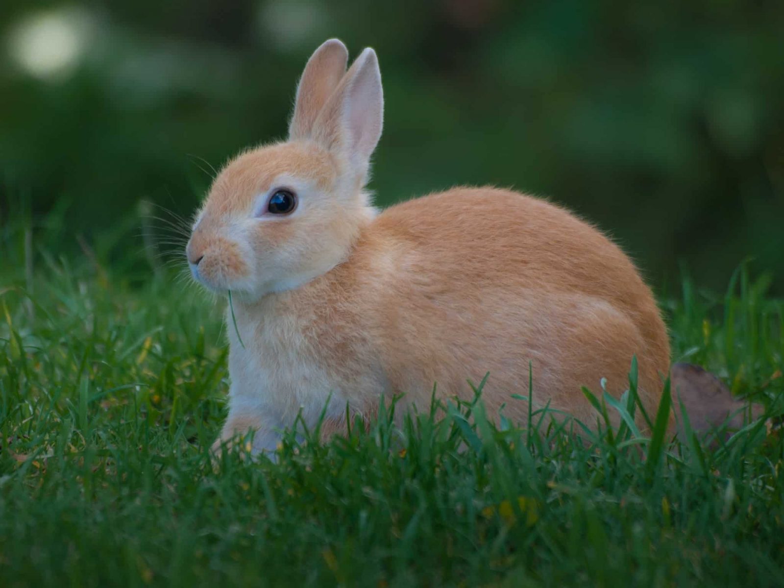 Can Rabbits Eat Sweet Potatoes