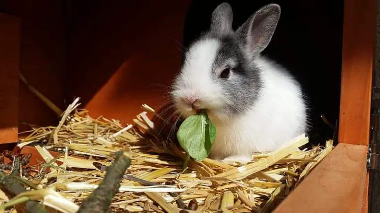 Can Rabbits Eat Basil? Here’s What You Need To Know!