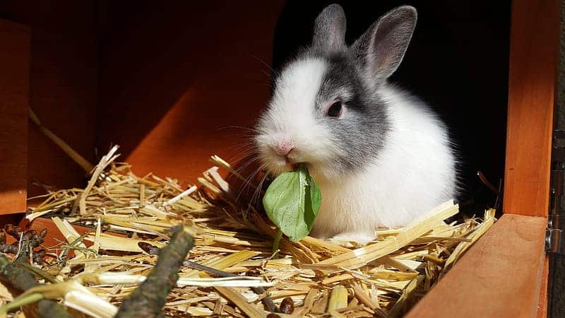 Can rabbits eat basil