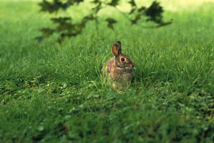 Can Rabbits Fart