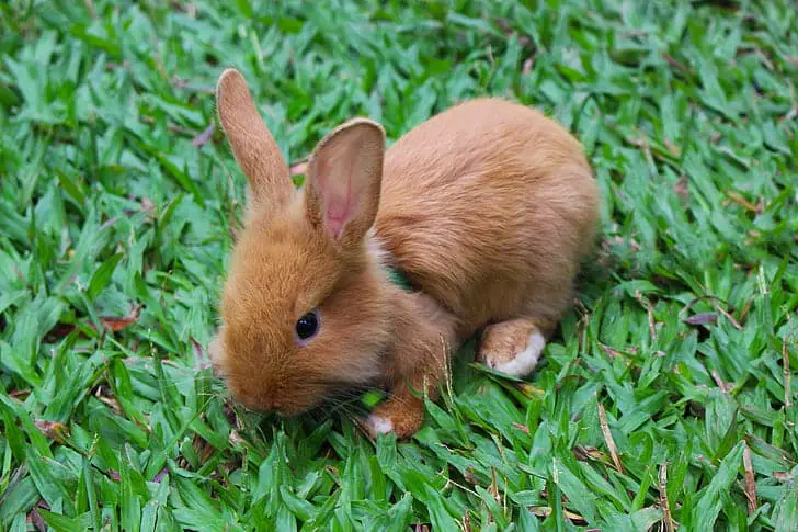 Most wild rabbits do not have the fluffy, black, gray or white fur of a dom...