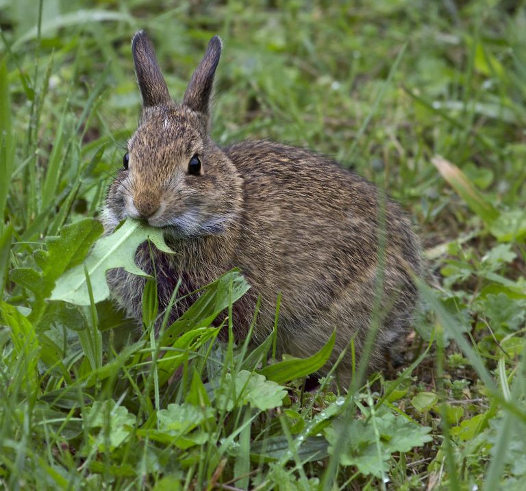 Can Rabbits Eat Mint? Which 3 Parts To Give Them