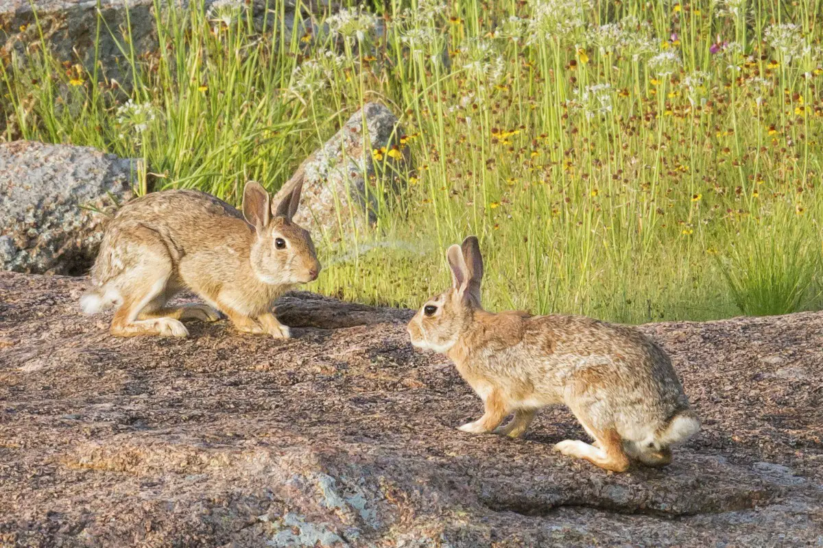 Can Rabbits Eat Tomatoes