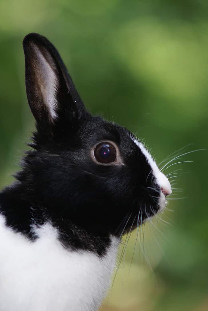 Can Rabbits Eat Avocado? 5 Simple Answers To Your Questions