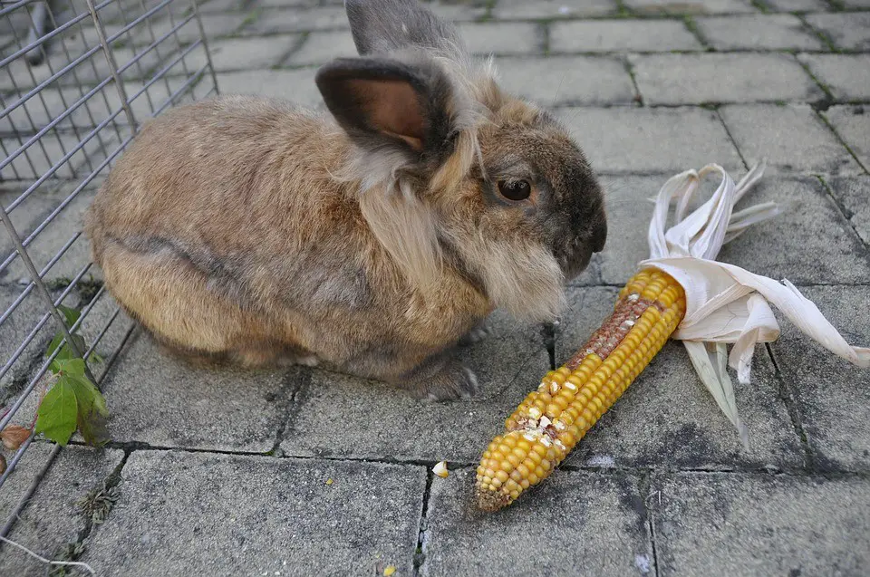 Can Rabbits Eat Corn Husks