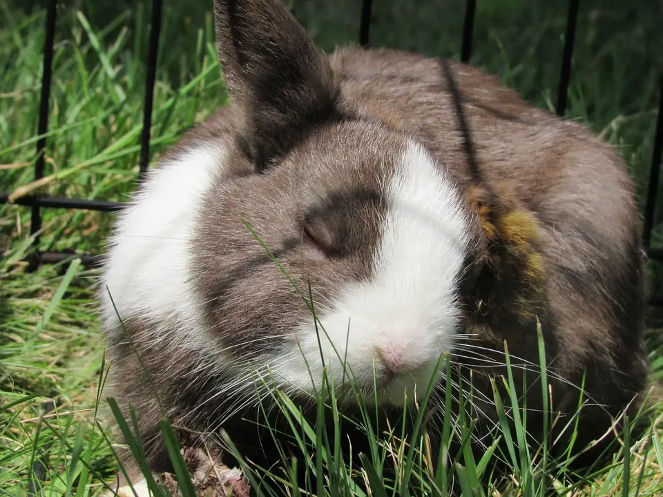 can rabbits eat chocolate