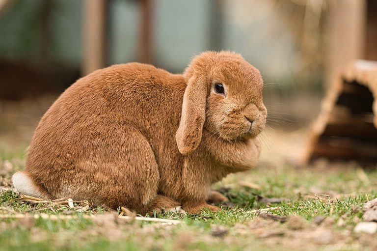 Can Rabbits Eat Oats? Exciting Facts You Should Know!